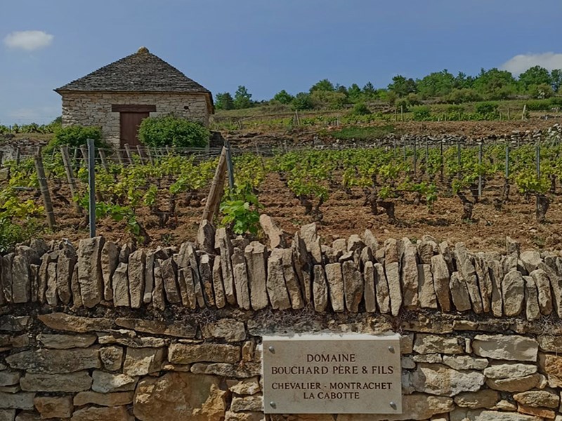 2018 Bouchard Chevalier-Montrachet